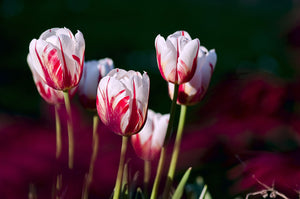 Tulpen: Wij lieten ons verrassen